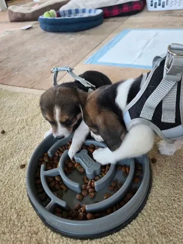 Beagle A felicidade pode ter quatro patas.