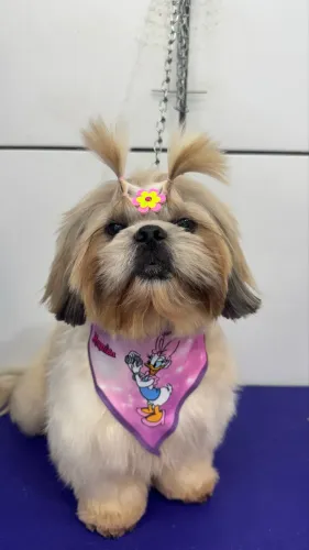 Shih tzu femea