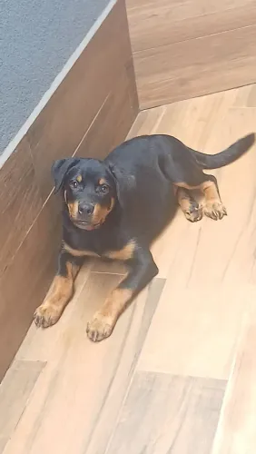 Rottweiler fêmea para DOAÇÃO