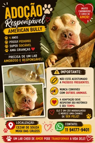 Doação de cão American Bully