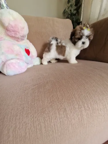 Linda shih tzu fêmea mini