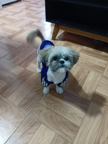 Cachorro shitzu 1ano femia