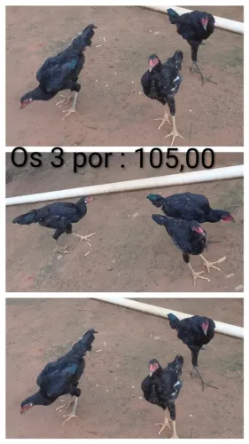 FRANGOS CAIPIRA PURO.