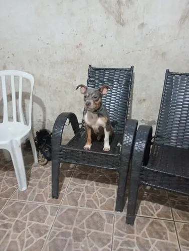American bully standard