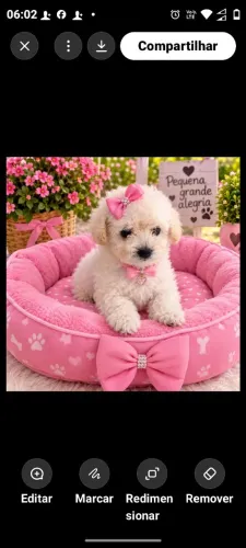Disponível filhote de poodle toy