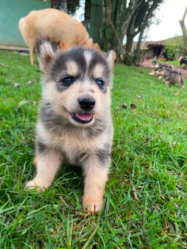 Husky siberiano