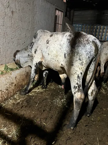 Garrotes