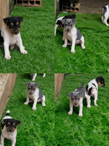 Fox Paulistinha