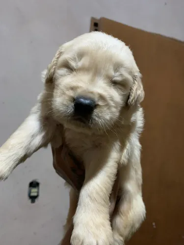 Golden retriever filhote