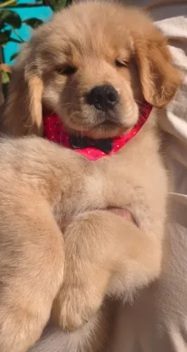 Fêmea Golden Retriever disponível 