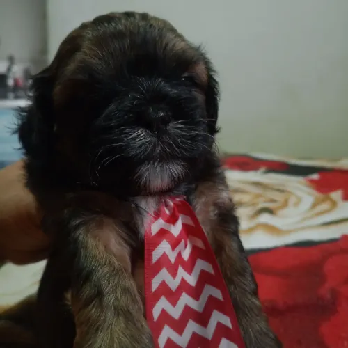 Machinhos de Shih-Poo