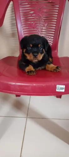 Rottweiler filhote puro 800 reais