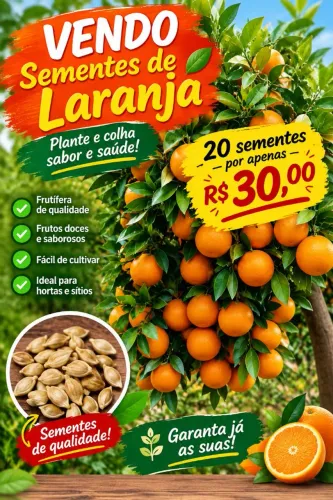 Semente de laranja pera rio