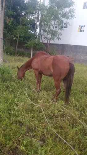 Cavalo de sela e carroça 