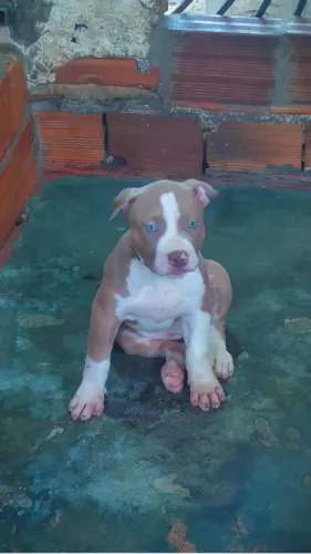Pit Monsters