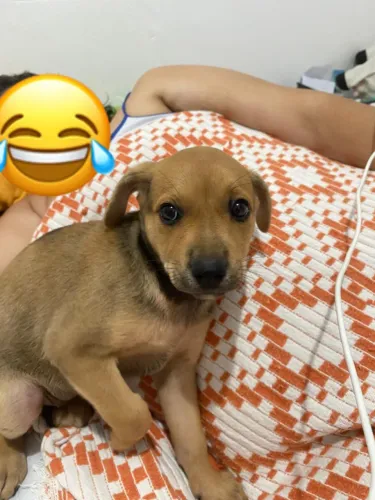 cachorrinha filhote femea srd mas acredito que seja raceada