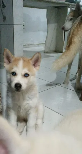 Filhotes Hask siberiano fêmea