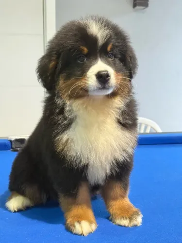 Bernese Mountain dog Documentação de Pureza