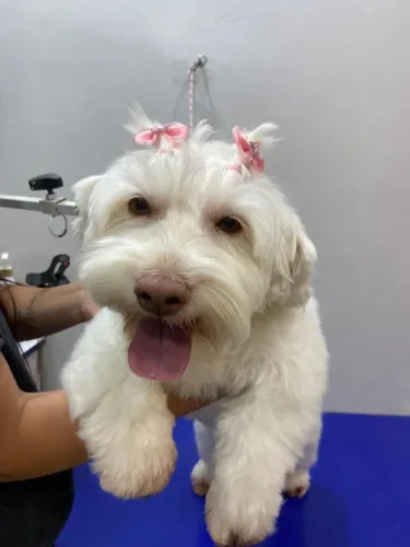 Procuro namorado poodle ?