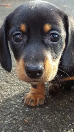 Filhotes de Basset fêmea disponíveis 