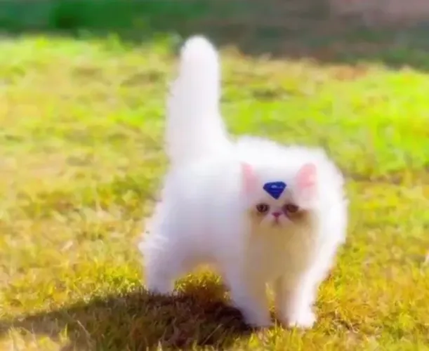 Gato persa macho 2,600 R$