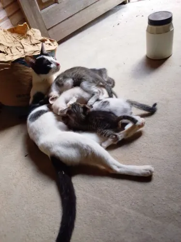 Doa se gatos. Para adoção. Para doação. 1 a 2 meses.