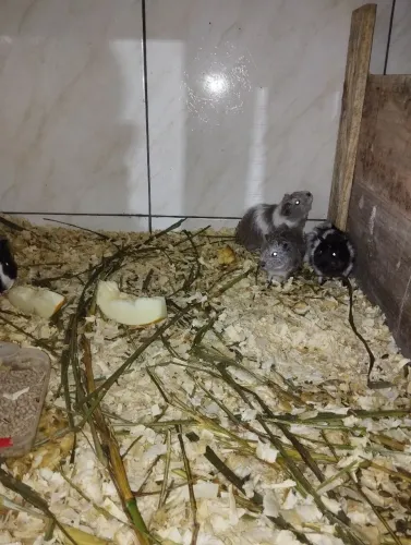 Vendo porquinhos da índia 50 reais cada