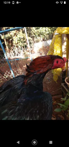  Casal Galo e galinha índio mura 