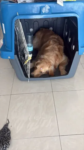 Caixa para transporte animal em avião N7