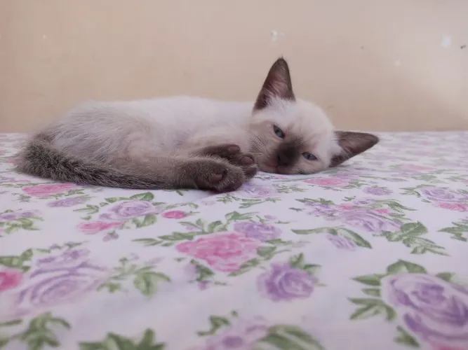 Gatinhos para doação