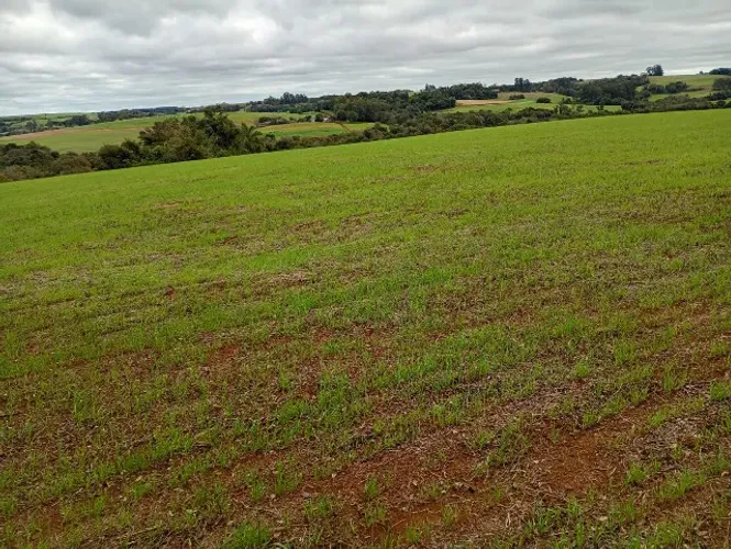 Área Rural 4 Hectares com Acesso ao Rio Ijuí - Escriturada - Entre-Ijuís/RS