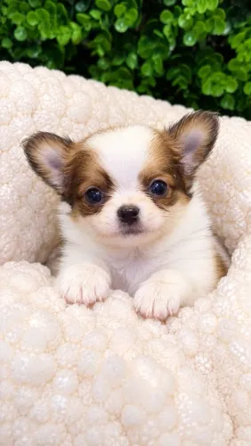 Chihuahua. Espalhando carinho por onde passa!
