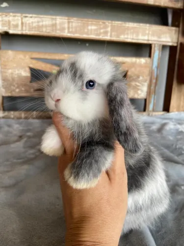 coelho mini lop uruguaio