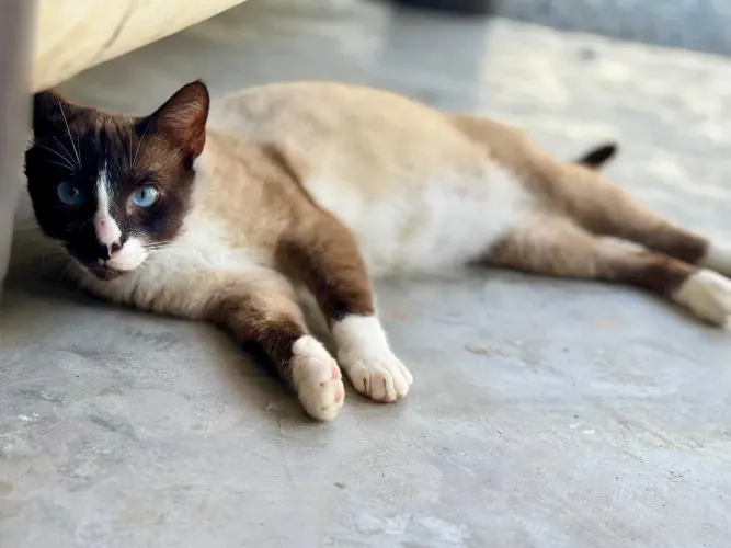 Gato macho adulto