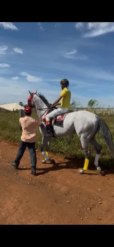 Cavalo PSI Garanhão 