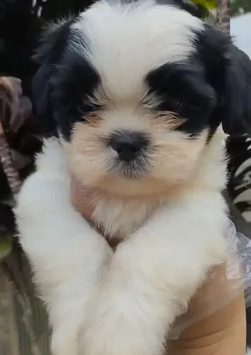 Shih tzu encantador