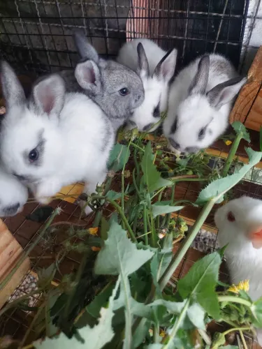 Coelhos