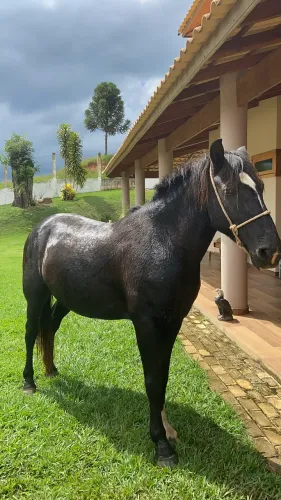 Cavalo super manso, castrado, 6 anos, com base de adestramento