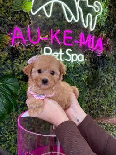 Poodle ! Jóia rara 