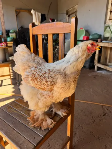 Vendo casal de Brahma