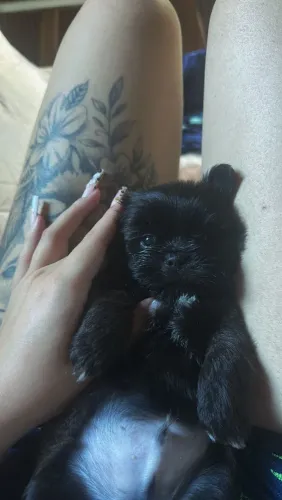 Filhote macho de shiatsu