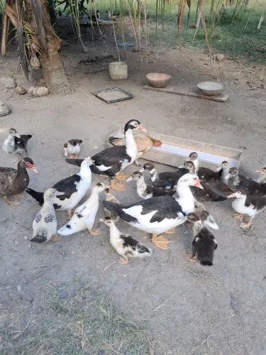 Venda de Patos
