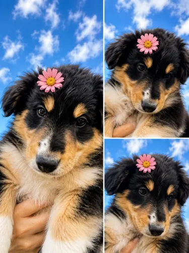 Filhotes de Border Collie