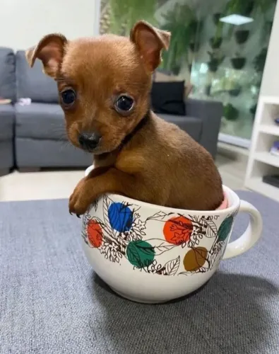 FILHOTES DE PINSCHER MACHOS 