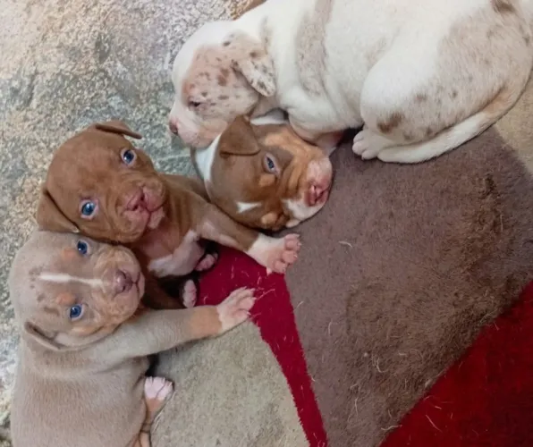 2 fêmeas 2 machos disponíveis Pitmonster 
