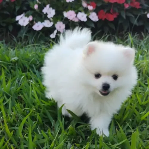 Filhote de Spitz Alemão O Pequeno Encanto Que Conquista Todos