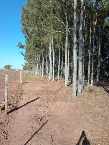 Floresta eucalipto em Bataguassu-MS