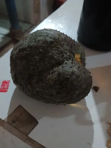 Vendo frutas araticum
