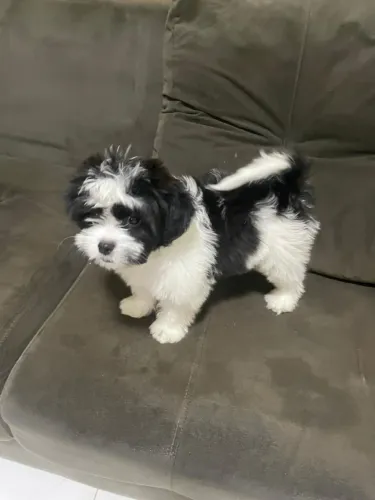 Vende se um filhote de shih tzu macho