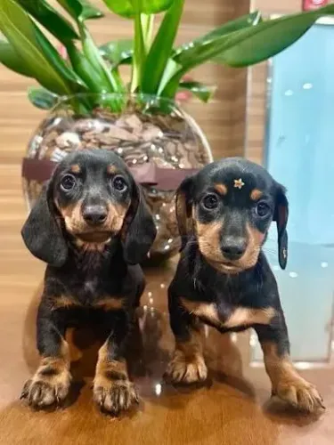 Dachshund: Um Pequeno Amigo para Fazer Parte dos Seus Dias